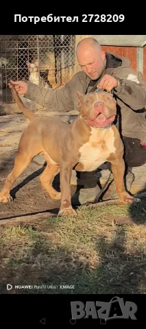 Американско Були Хл/American Bully XL , снимка 2 - Питбул - 55891222