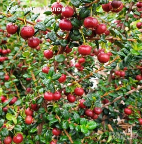 Ягодова мирта, чилийска гуава, Ugni molinae, растения плододаващи, екзотични, снимка 2 - Градински цветя и растения - 52516873