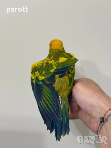 Ръчно хранена Слънчева Аратинга, снимка 3 - Папагали - 54313601