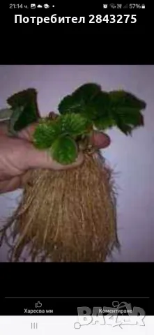 Разсад ягоди , снимка 10 - Сортови семена и луковици - 49684298