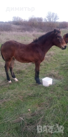 продавам кобила на 10 г.със мъжко конче на 6 м., снимка 3 - Коне - 52483751
