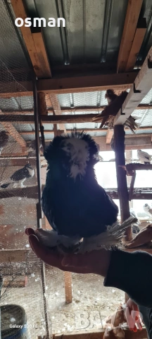 свободни на изгодна цена може на куб и единични бройки 