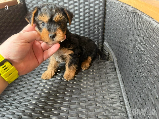 Йоркширски териер актуално от 27.01.2026, снимка 8 - Йоркширски териер - 53163636