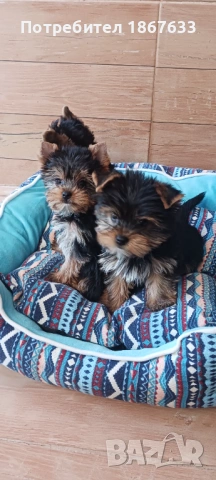 Продавам йоркширски териер, снимка 2 - Йоркширски териер - 53917087