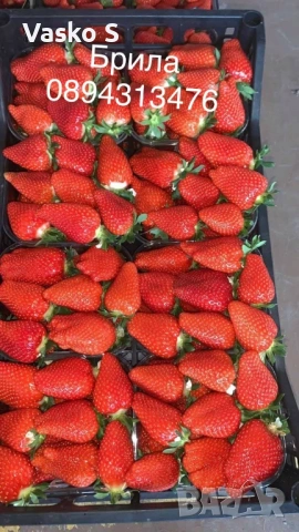 Ягоди, снимка 11 - Сортови семена и луковици - 53893119