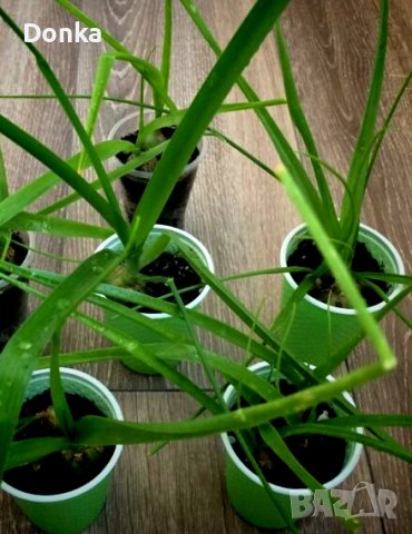Млади луковици от лечебното растение Индийски лук - лекува всичко, снимка 2 - Стайни растения - 39871195