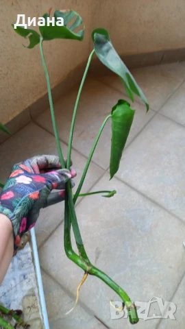 Филодендрон