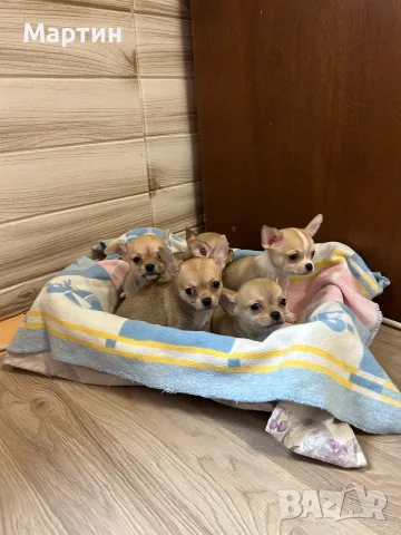 Мини Чихуахуа бебета 