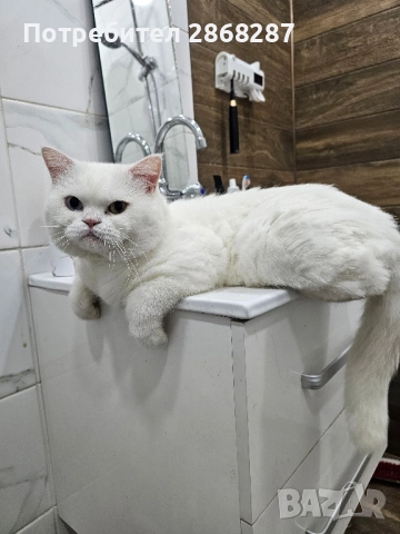 британец за разплод, снимка 12 - Британска късокосместа - 50420839