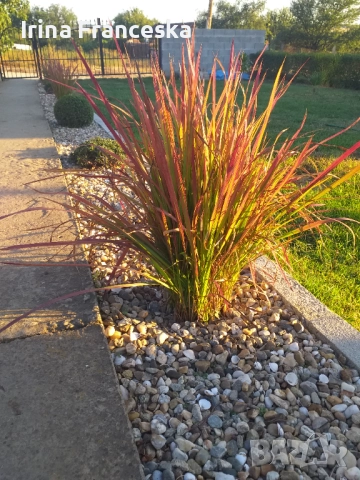 Императа Red Baron