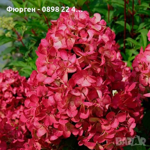 3 вида Хортензия paniculata - червена бяла и розова, снимка 9 - Разсади - 36989717