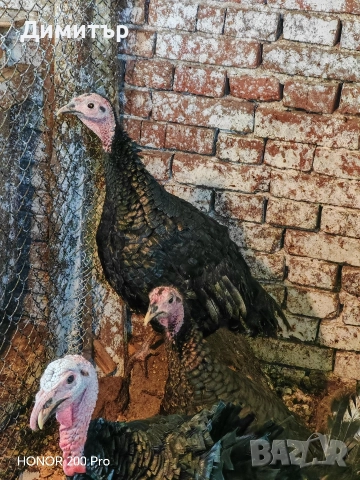 Пуйки порода Артисан , снимка 8 - Кокошки и пуйки - 52616371