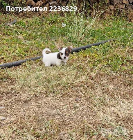 Джак-Ръсел Териер , снимка 2 - Джак ръсел териер - 56140727