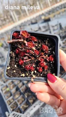 Червен седум Пурпурна Зима, Sedum spirium " Purpur Winter ", снимка 7 - Градински цветя и растения - 46784135
