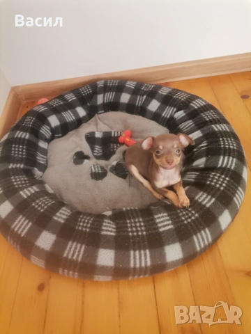 Мини пинчери , снимка 1