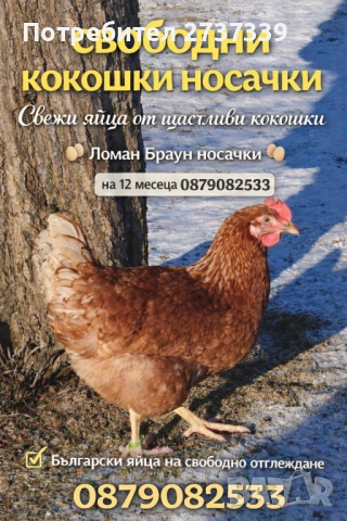 Носачки за яйца