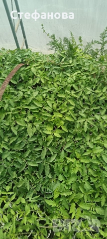 Продавам разсад домати 