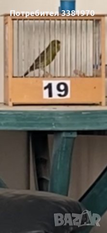 Канарчета орфеев и славеев стил, снимка 3 - Канари - 36696385