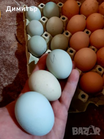 Разплодни яйца от Шведски Исбар , снимка 5 - други­ - 31902849