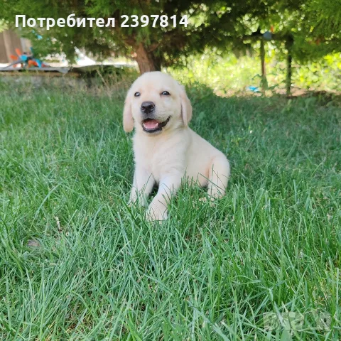 Лабрадор ретривър , снимка 7 - Лабрадор ретривър - 55743243
