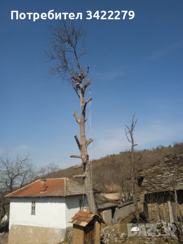 Опасни дървета рязане косене непроходима растителност почистване от-до, снимка 2 - Други услуги - 49352802