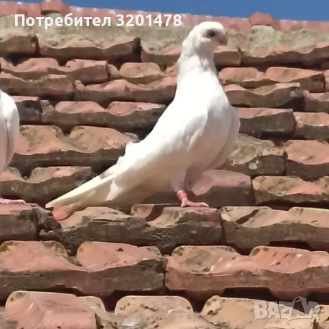 Продавам пернишки гълъби, снимка 2 - Гълъби - 55888058