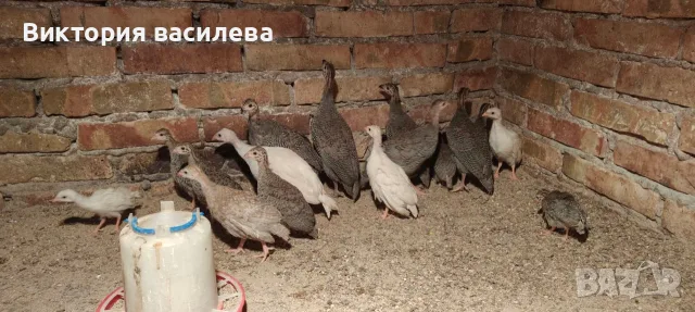 Свободни млади токачки, снимка 2 - Други - 56162316