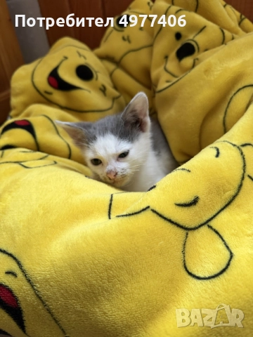 Подарявам котенце., снимка 3 - Други - 56474690