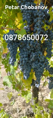 продавам каберне,ракацители и мерло , снимка 4 - Домашни продукти - 56403044