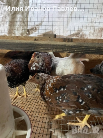 Яйца за люпене крем легбар и др., снимка 5 - други­ - 49709163