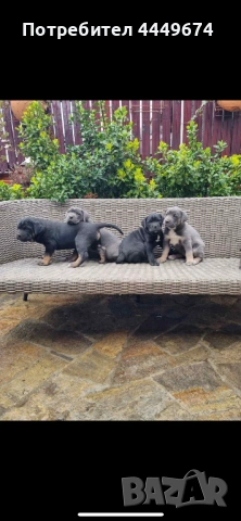 Кане корсо (ферментино), снимка 5 - Кане корсо - 54090889