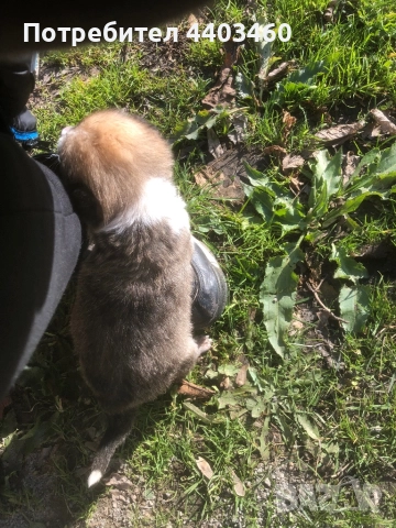 Подарявам кученце, снимка 4 - Изгубени/намерени - 52835467
