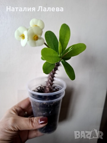 Еуфорбия, Euphotbia milli, снимка 4 - Стайни растения - 52971735