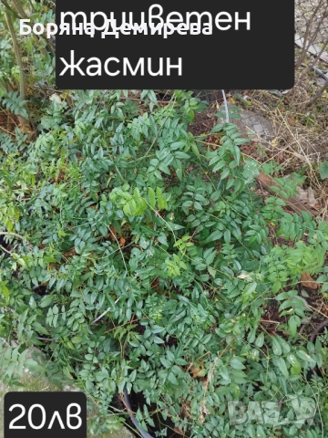 Моите цветя, снимка 15 - Градински цветя и растения - 52213640