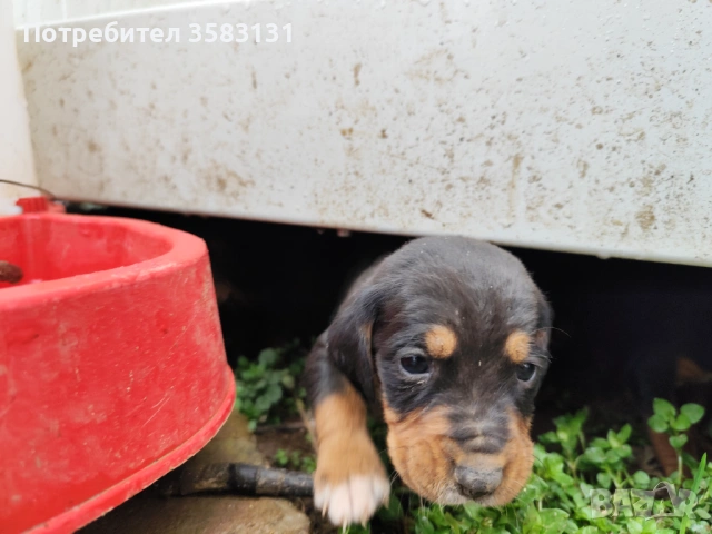         Български гончета.        Кученцата са родени на 6ти Март , снимка 4 - Гонче - 54081911