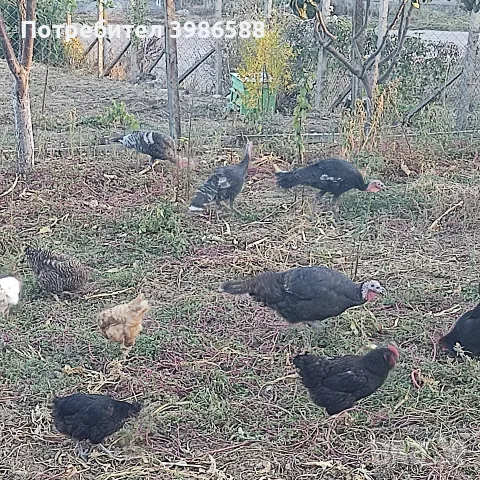 Продавам Пуйки,мисирки кой както ги знае.