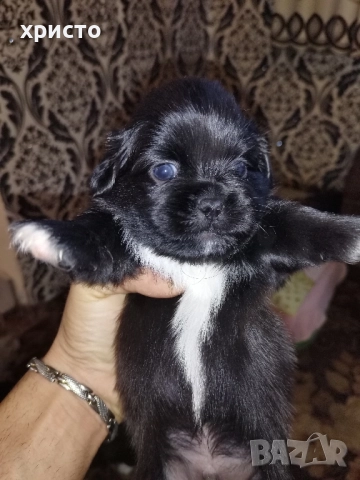 Чистокръвни Пекинези!!, снимка 12 - Пекинез - 52438303