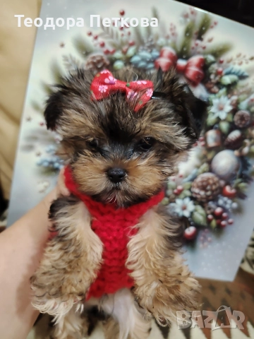 мини йоркширски териер момиче , снимка 9 - Йоркширски териер - 52749209