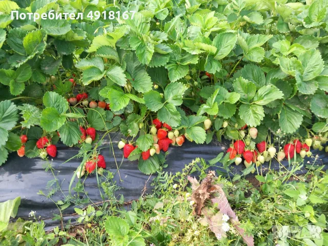 Продавам разсад ягоди, снимка 5 - Разсади - 56254303