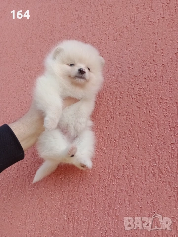 Мъжки и женски Померани. Реални снимки от 12.01.26 г. Померан., снимка 14 - Померан - 53040595
