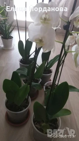 орхидеи, снимка 3 - Стайни растения - 50692743