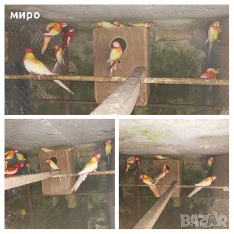 Различни видове папагали, Ферма " Meshi i Sie" , снимка 18 - Папагали - 33912948