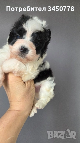 мини бивър момченце, снимка 5 - Йоркширски териер - 54224506