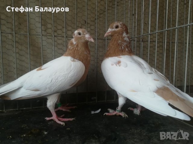 Гълъби 100% Мюлеманс жълти. , снимка 1