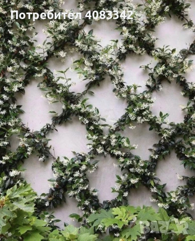 Жасмин Ароматен Студоустойчив, снимка 4 - Градински цветя и растения - 48722658