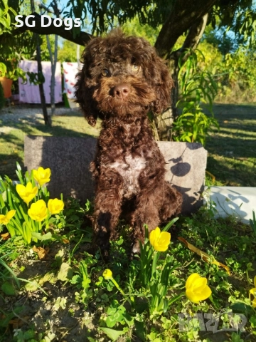 Мини пудел, снимка 1