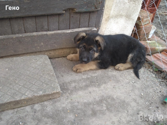 Продавам НОК, снимка 16 - Немска овчарка - 53309940