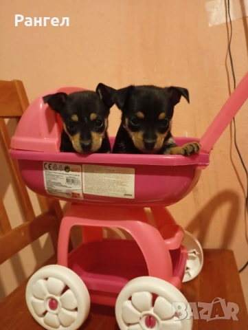 Пинчер , снимка 2 - Пинчер - 54253637