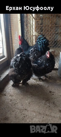 Кохин, Пауни, Брама, снимка 7 - други­ - 52025761