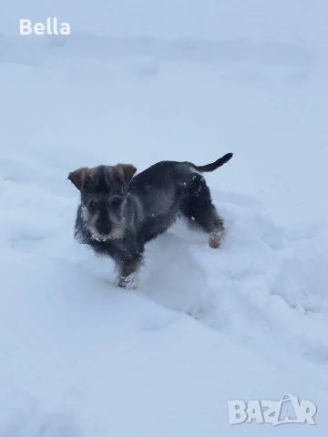 Мини шнауцер , снимка 10 - Други - 53913723